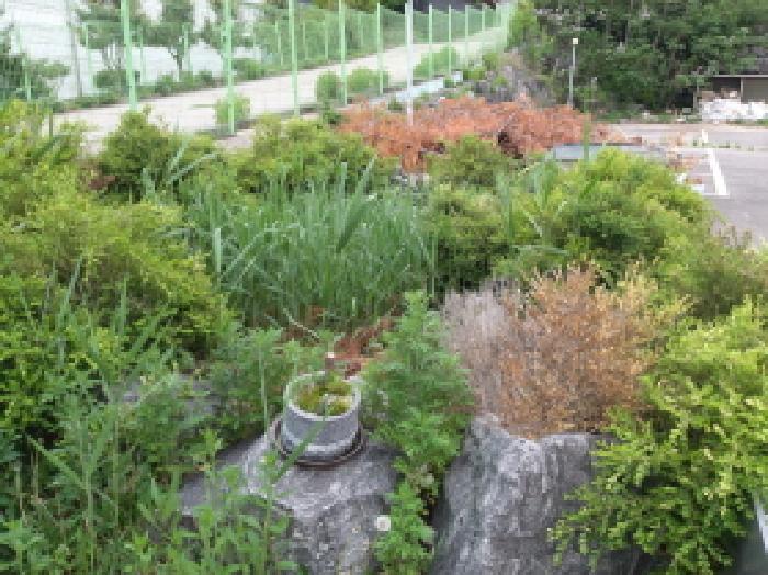 * 본건 목적물 1. 지상 연못 전경