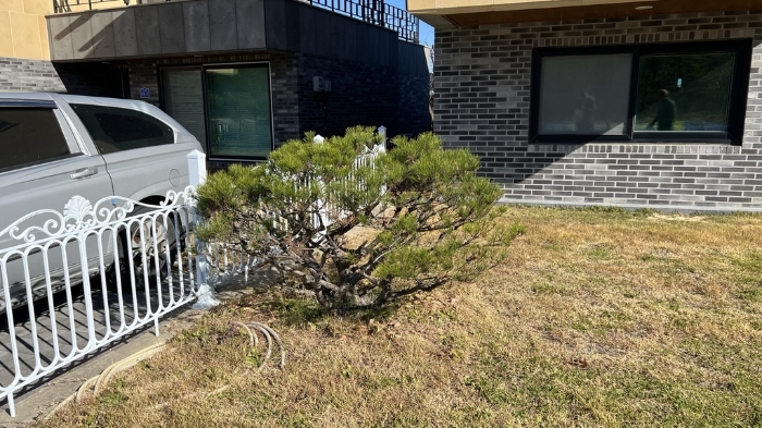 본건 정원 조경수(소나무)