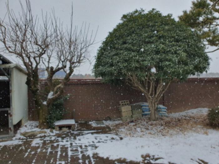 본건지상 조경수 전경