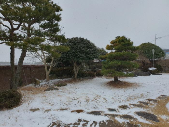 본건지상 조경수 전경