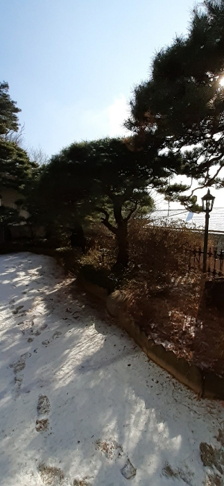 본건물 남측부분 정원수