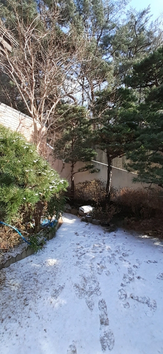 본건물 남동측부분 정원수