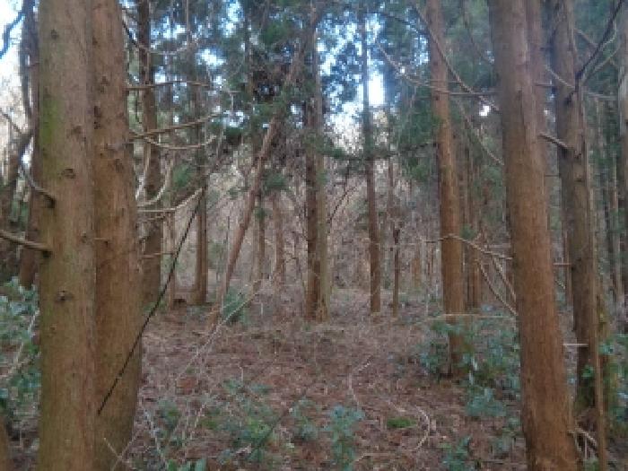 소재지 1. (금악리 산32-13) 전경