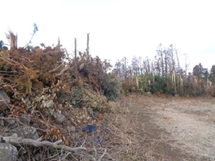 소재지 1. (조수리 4038) 일부 지상 벌목 된 삼나무방풍림 사진