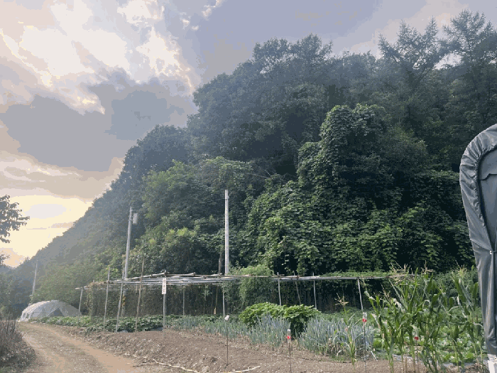 본건(남측부근근경)
