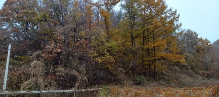 본건 토지 전경