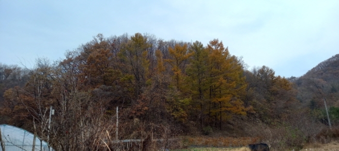 본건 토지 전경