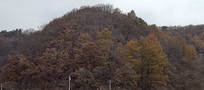 본건 토지 전경