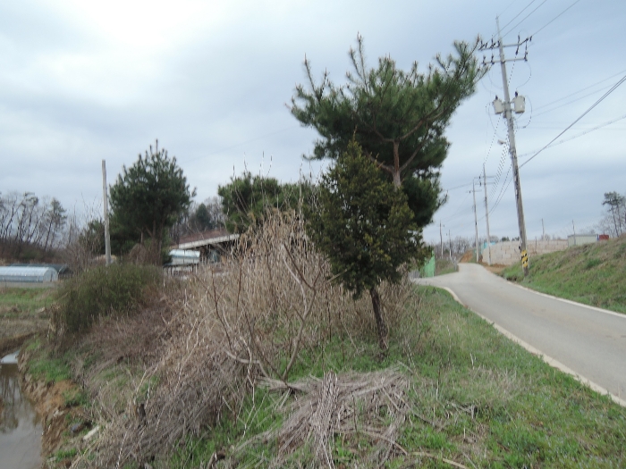 기호 7 지상 제시외수목