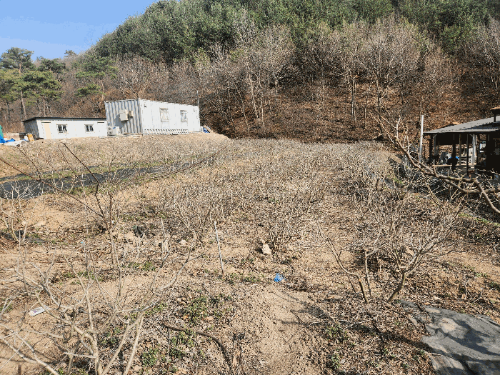 본건 토지 기호(1) 일부 전 및 타인소유 제시외 수목(아로니아 등) 전경