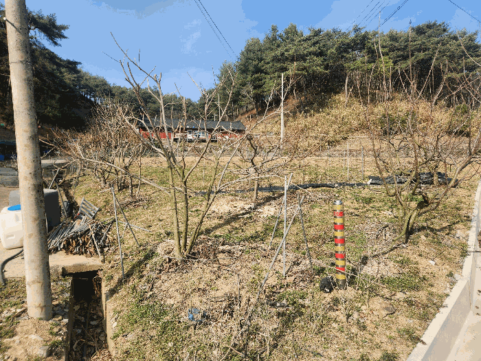 본건 토지 기호(2) 일부 전 및 타인소유 제시외 수목(복숭아나무 등) 전경