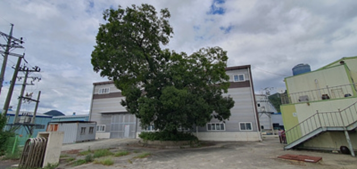 제시외 건물-조경수