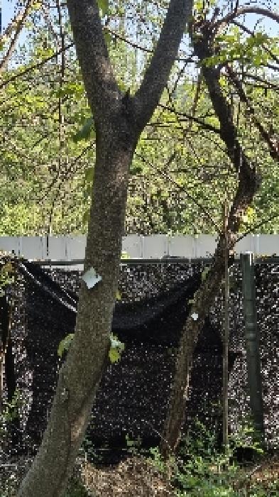 수목에 대한 명인방법인지 불분명