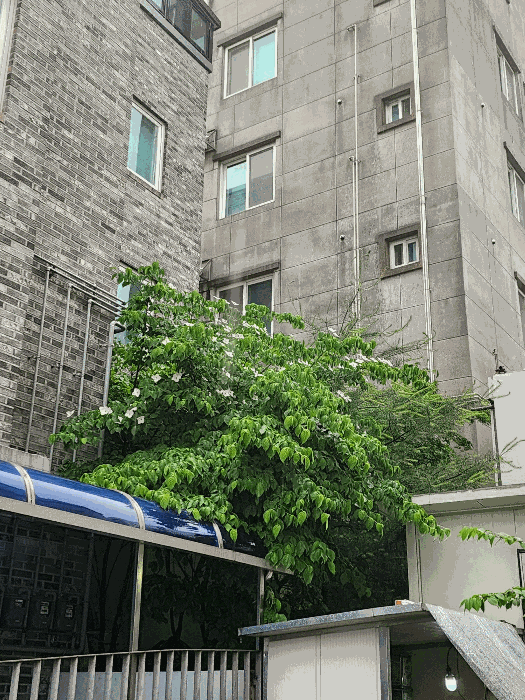 1층 수목(조경수) 전경