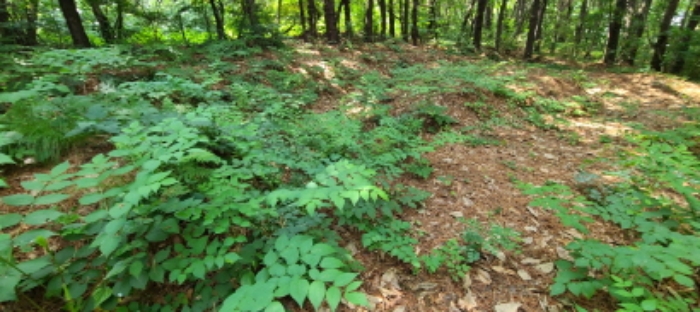 이건 목록 토지상 제시외 분묘 전경