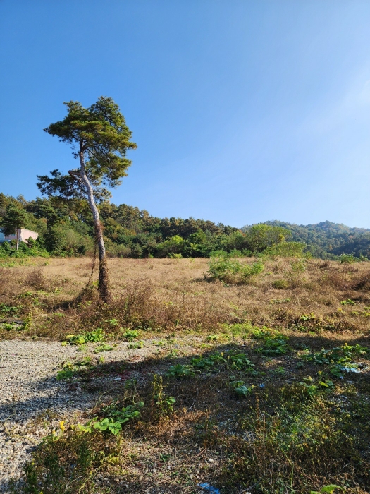일련번호 (9) 토지 전경