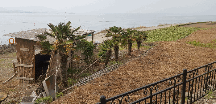 기호(ⓑ) 제시외수목 일부 전경