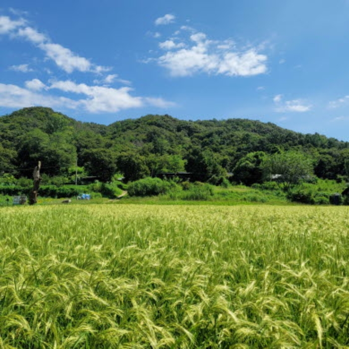 목록12 토지 전경