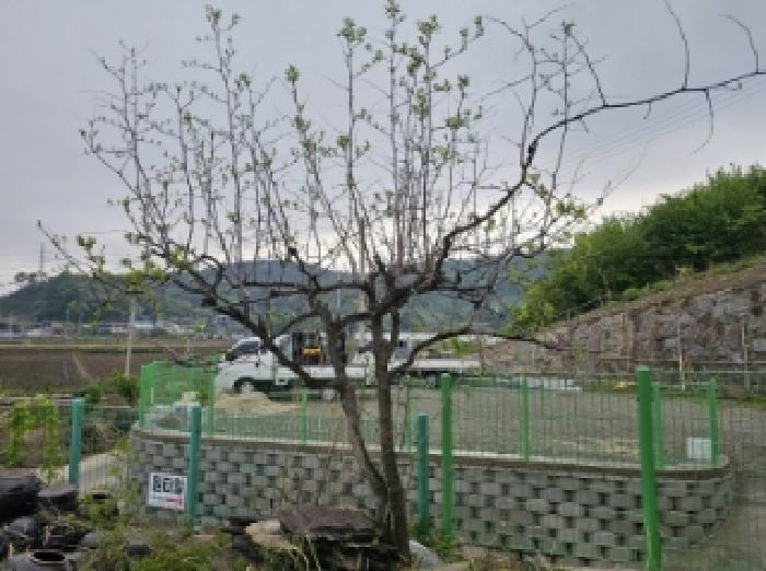 목록 4번 지상의 정원 전경(대추나무 등 식재됨) 