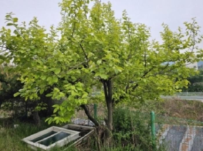 목록 4번 지상의 정원 전경(감나무 등 식재됨) 