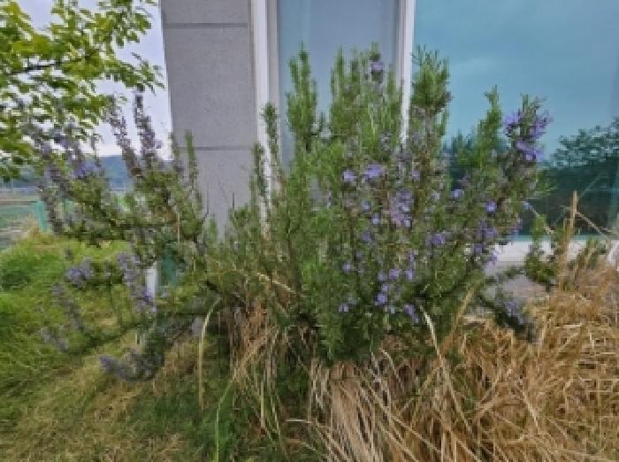 목록 4번 지상의 정원 전경(로즈메리 등 식재됨) 