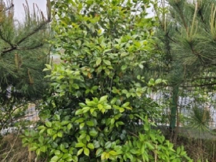 목록 4번 지상의 정원 전경(동백나무 등 식재됨) 