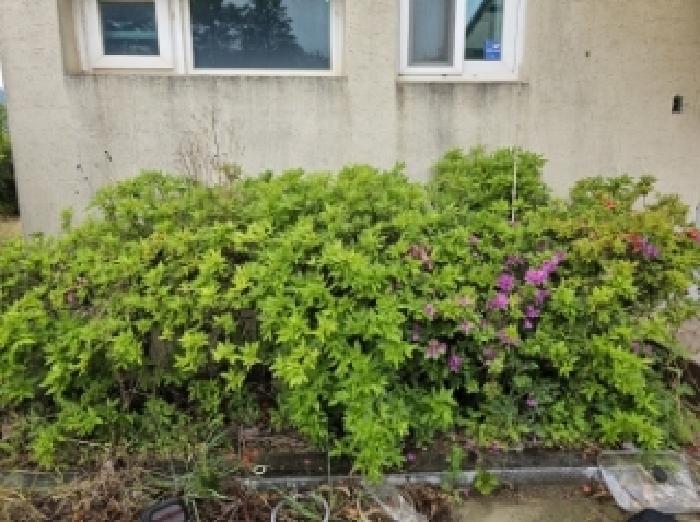 목록 4번 지상의 정원 전경(연산홍 식재됨) 