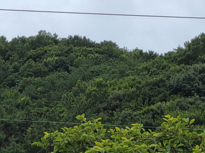 본건 5항의 전경사진.