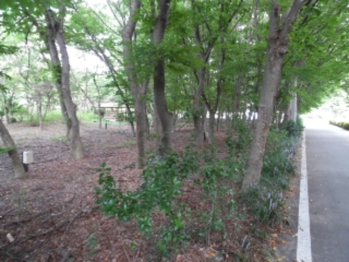 목록18.(지목 임야) 전경(1)