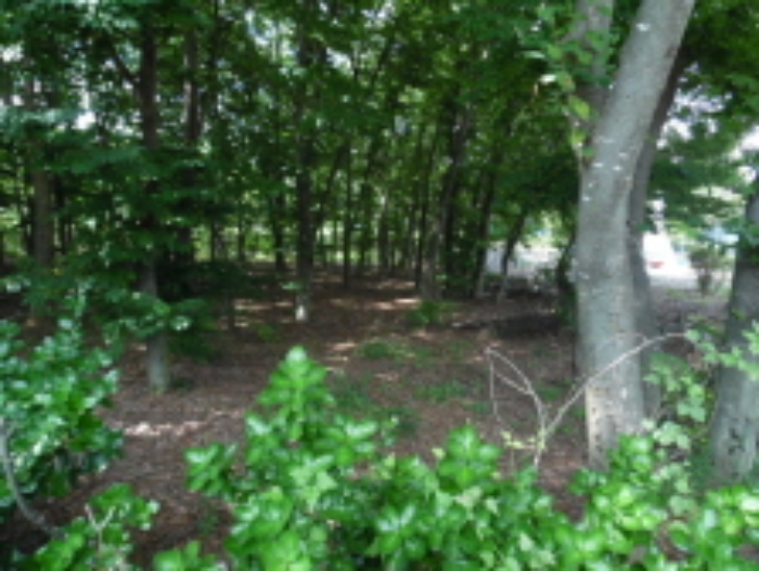 목록19.(지목 임야) 전경(2)