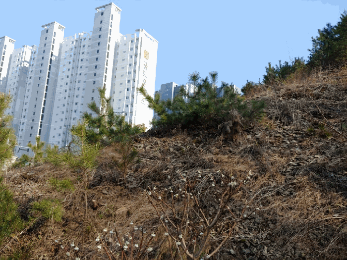 제시외수목 ㉢ 전경