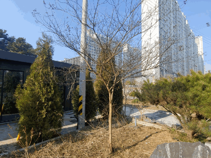 제시외수목 ㉢ 전경