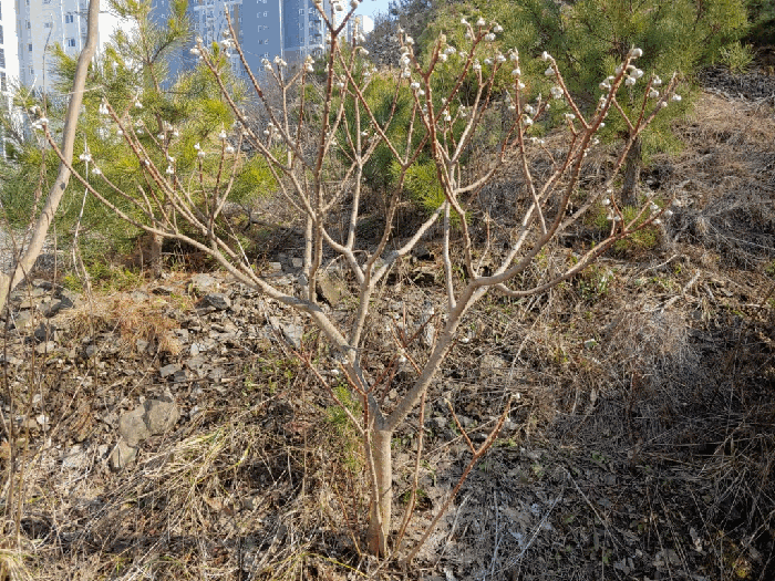 제시외수목 ㉢ 전경
