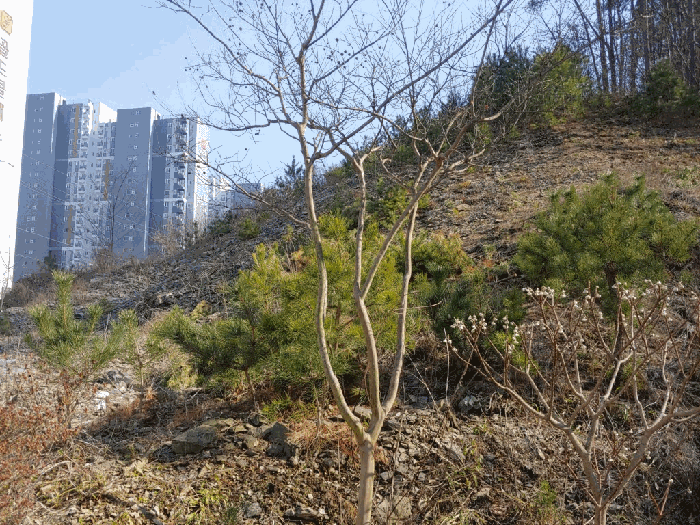 제시외수목 ㉢ 전경