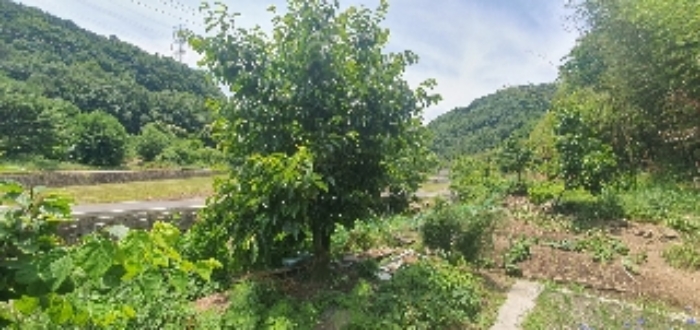 본건40 지상 제시외(ㅅ) 수목등 사진