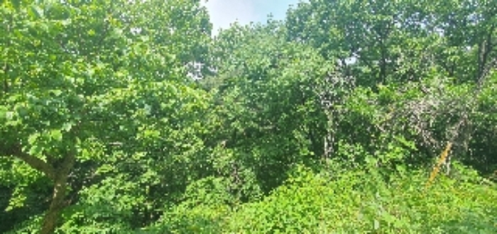 본건2,15,35~38외 다수 전경