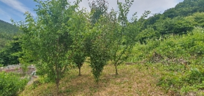 본건8 지상 제시외 수목 사진