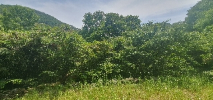 본건25~27,48외 다수 사진