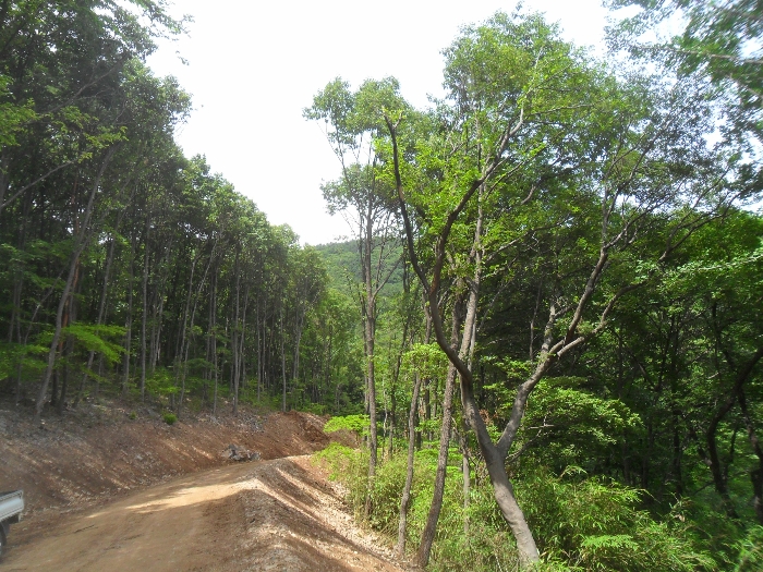 기호1 개설중인 임도