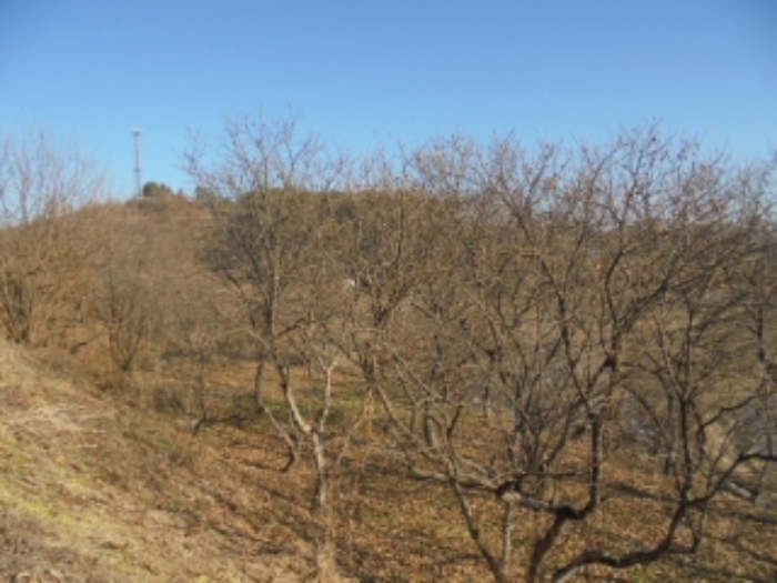 기호(5)지상 밤나무 전경