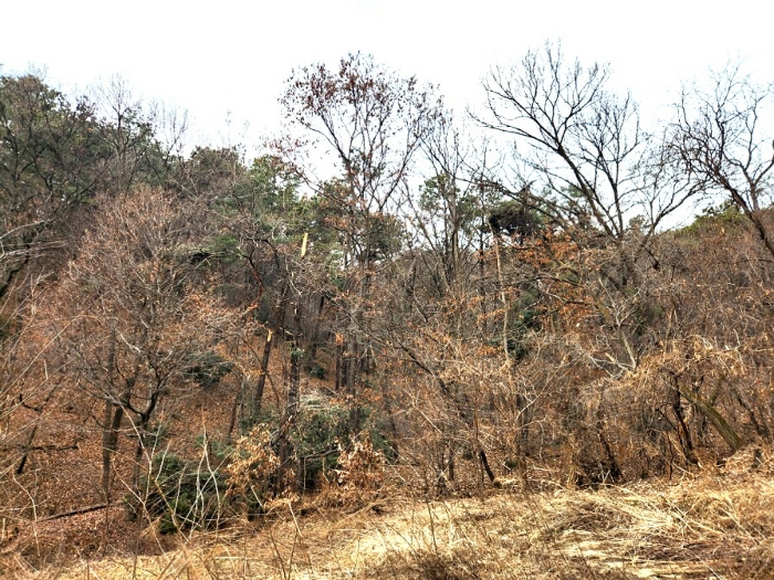 기호3 토지(남동측에서 촬영)