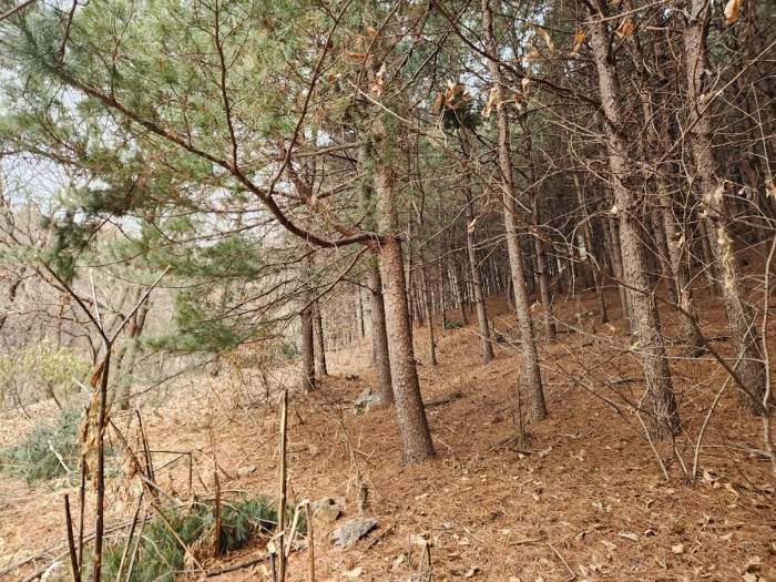 기호3 지상 임목의 상태