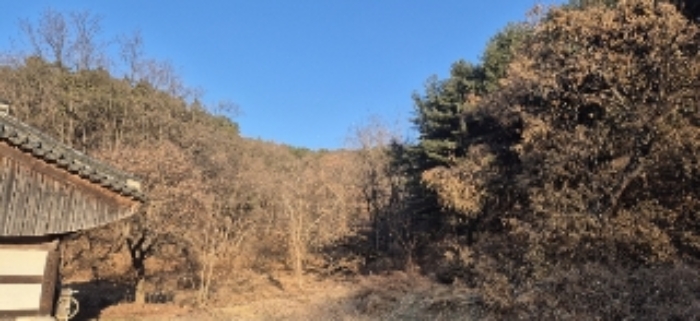 본건 임야 현황