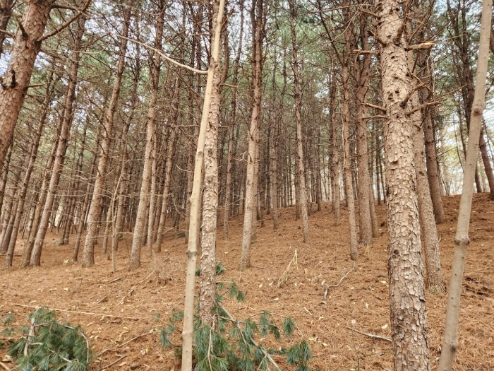 기호2 지상 임목의 상태