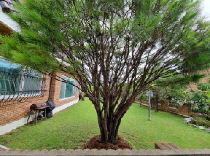 내부 마당 및 제시외 수목