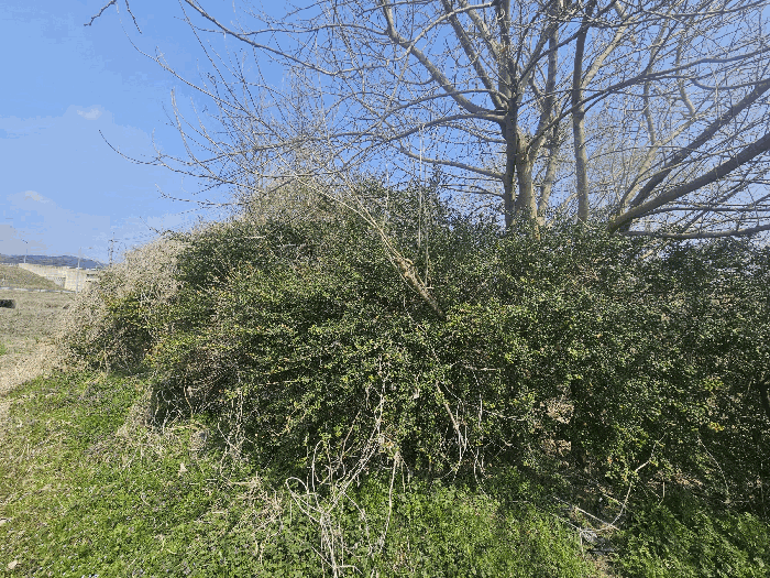 일련번호(1,2,7) 지상 제시외수목