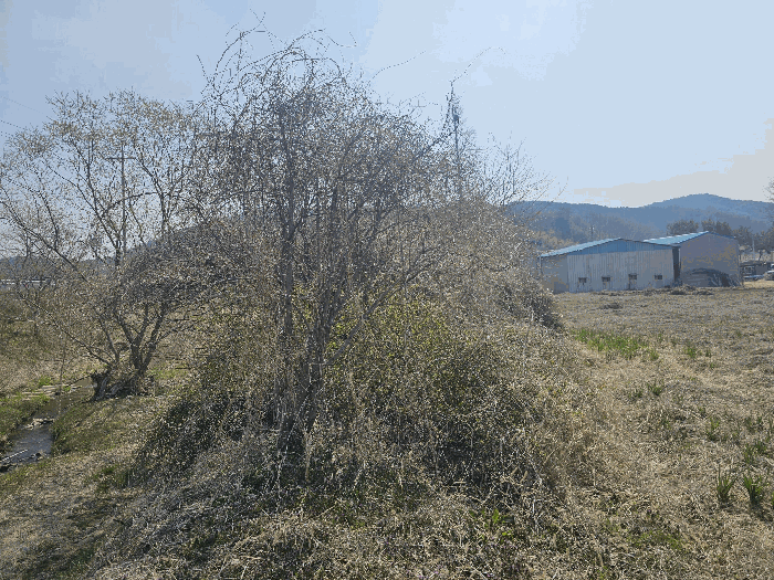 일련번호(1,2,7) 지상 제시외수목