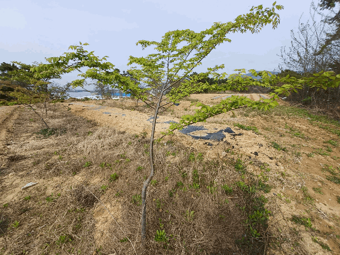 기호(17,33)(수목 등은 토지에 포함평가)