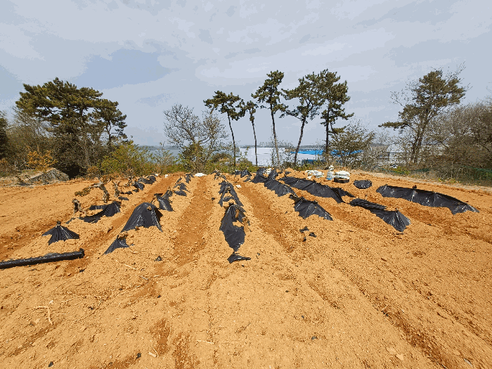 기호(6) 지상 가식상태의 관상수 등(평가대상 제외)