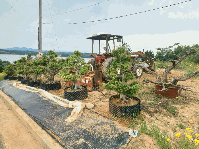 기호(2) 및 기호(2) 지상 분에 식재된 단풍나무 등 9주(평가대상 제외)